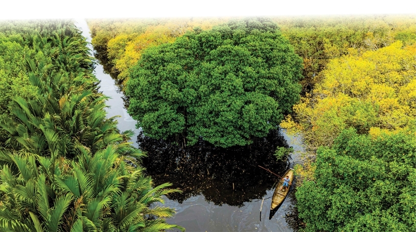 The Ru Cha mangrove forest - where green landscapes captivate visitors. Photo: Dinh Hoang