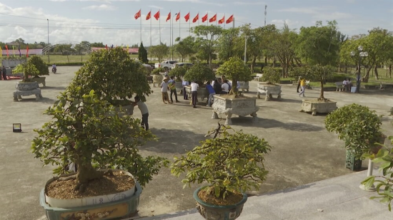 Hội chợ triển lãm mai vàng xứ Huế tại nhà văn hóa huyện