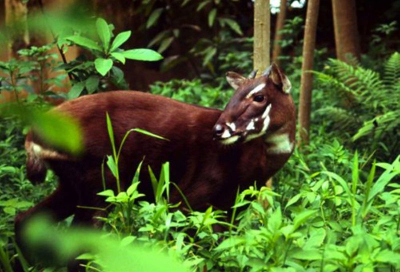 Khu dự trữ thiên nhiên Phong Điền là nơi sinh sống của nhiều loài động vật quý hiếm, trong đó có Sao La.