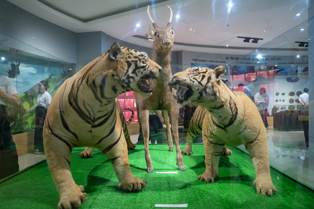 Khai trương Phòng trưng bày Lịch sử Tự nhiên tại Phong Điền