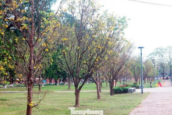 Vườn hoàng mai phía trước Đại Nội bắt đầu bung nở rực rỡ báo hiệu mùa xuân về.