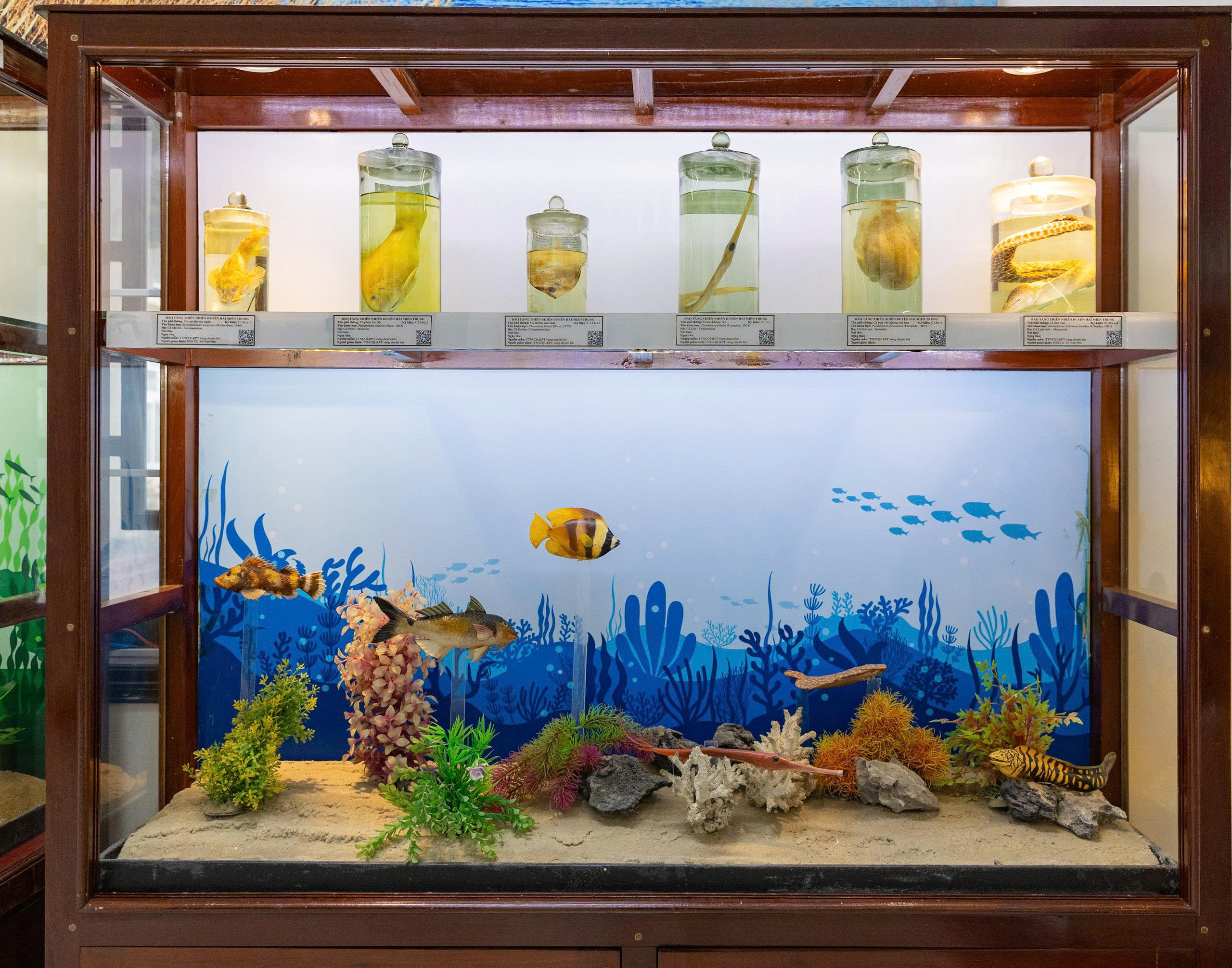 Bảo tàng Thiên nhiên duyên hải miền Trung