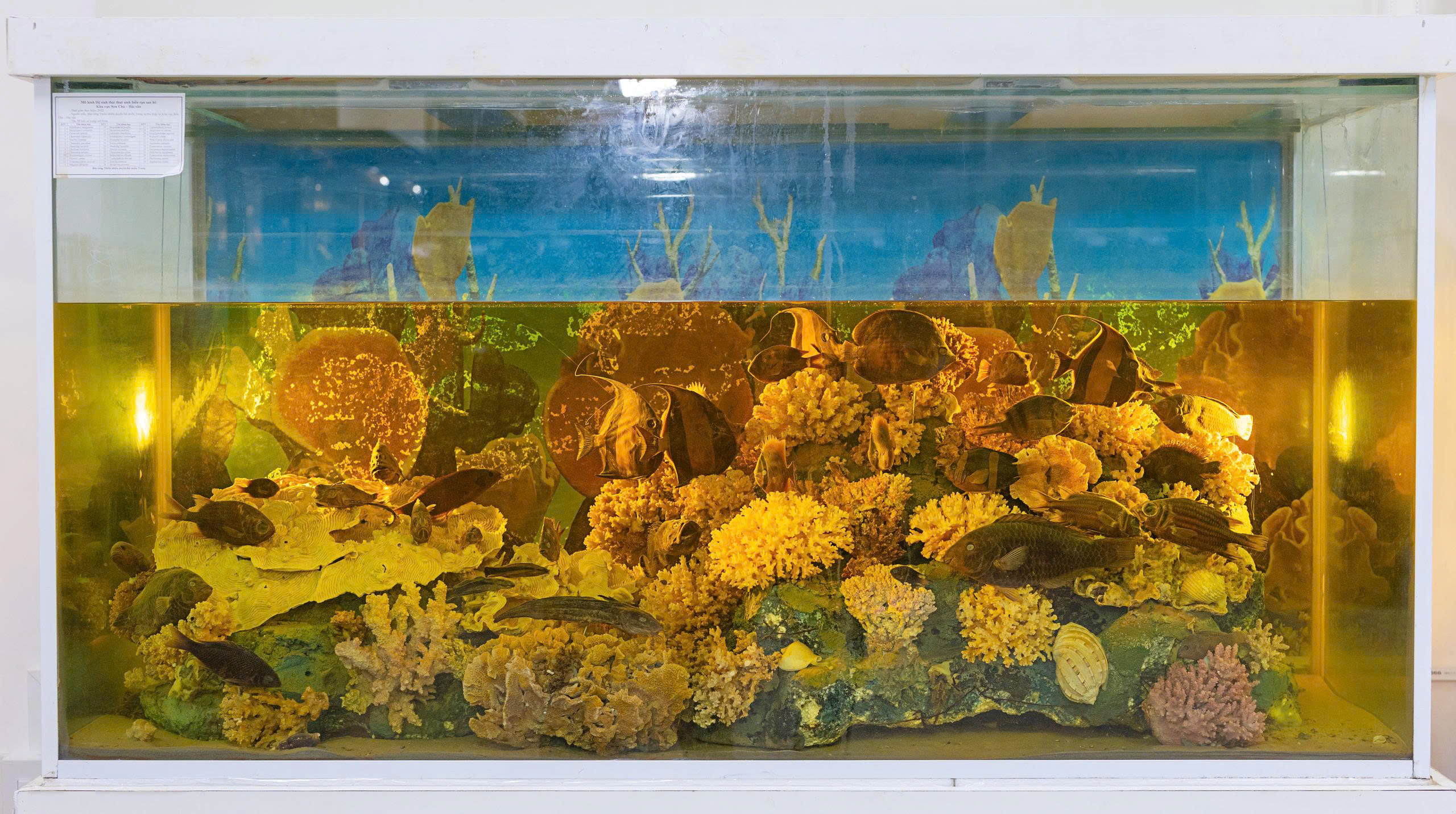 Bảo tàng Thiên nhiên duyên hải miền Trung