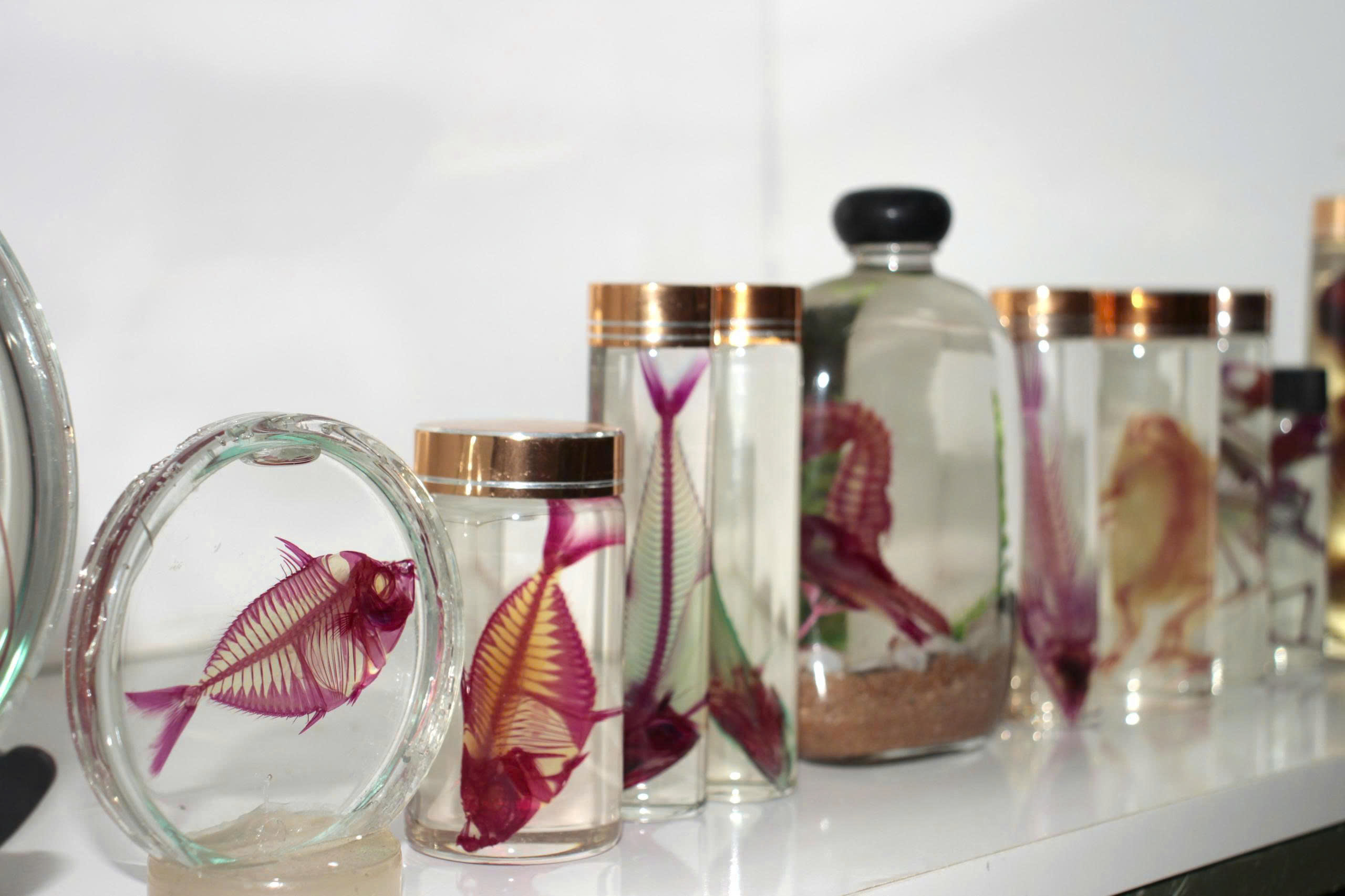 Bảo tàng Thiên nhiên duyên hải miền Trung