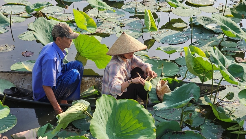  Lotus tea scenting at dawn on Tinh Tam (Serenity) Lake     