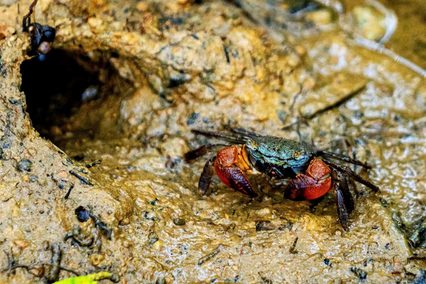 Ru Cha is home to a distinct mangrove ecosystem
