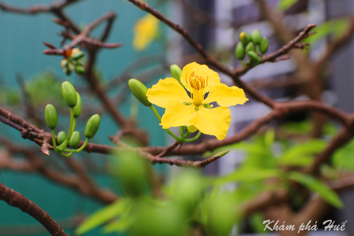 Sắc mai vàng xứ Huế