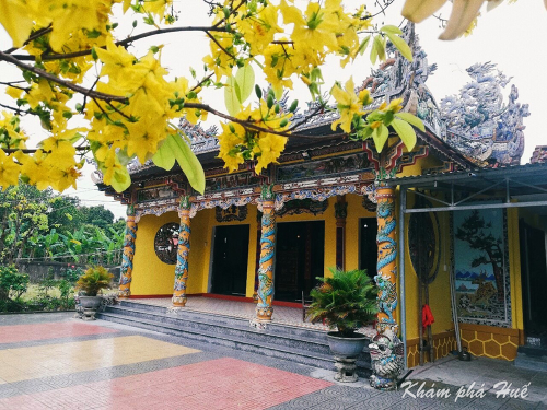 Huế - mai vàng trước ngõ