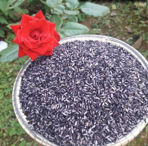 Nếp than - Hạt ngọc trời của vùng cao A Lưới - Huế