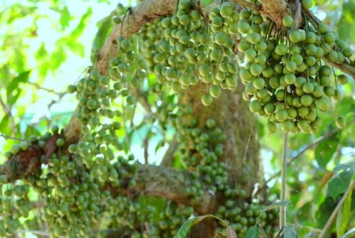 Dâu tiên xứ Truồi