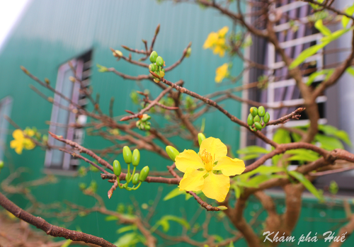 Yellow Apricot in Hue