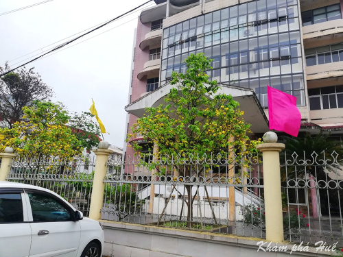 Yellow Apricot in Local