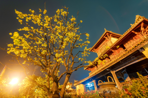 Yellow Apricot in Palace